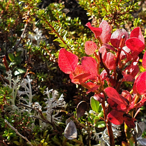 Prachtige kleuren tijdens de indian summer in Finland. Het Hossa nationaalpark in Kainuun. Boek je beren experience Finland bij reisbureau Holmstock Travel