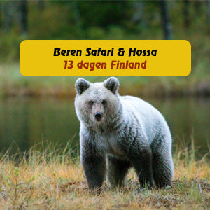 Berensafari en Nationaalpark Hossa langs de russische grens in Finland. Een geweldige excursie en een mooie betaalbare vakantiereis - niet duur, wel goed. Boek je reis bij reisbureau Holmstock Travel en ga beren spotten.