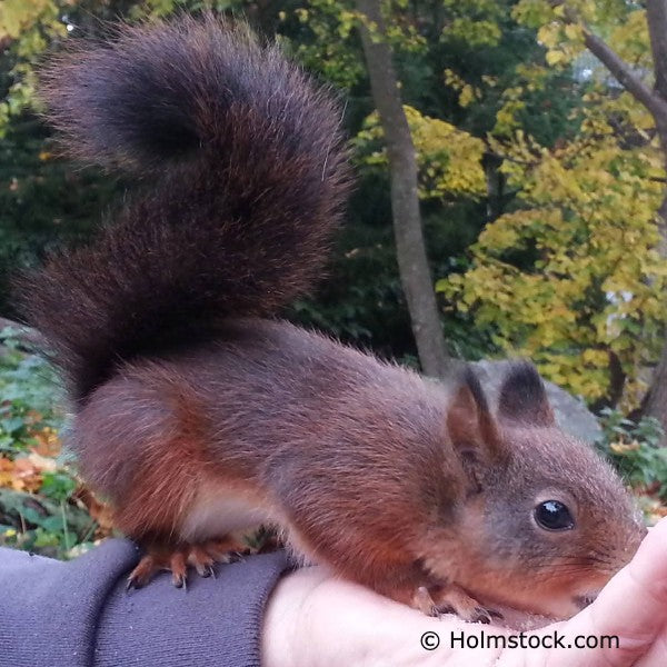 Wilde dieren spotten in Zweden en Finland. Ontmoet eekhoorntjes. In het wild heel schuw en op sommige plekken tam geworden zoals in Skansen Park, Stockholm.