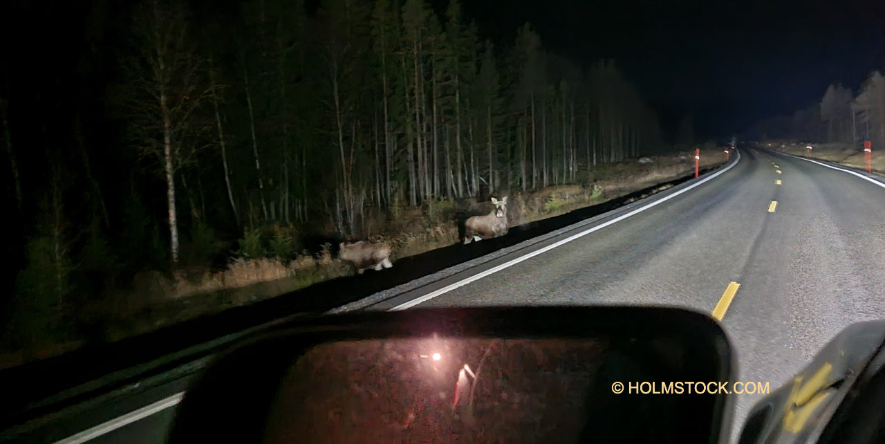 Elanden in het verkeer zijn erg gevaarlijk. Vooral in het donker of bij slechte weersomstandigheden die het zicht soms erg sterk beperken. Het is altijd raadzaam om uw snelheid te minderen en goed op te letten. Elanden kunnen grote sprongen maken en staan snel op het wegdek. Wees vooral voorzichtig. Ongelukken met Elanden komen in Zweden en Finland heel vaak voor.