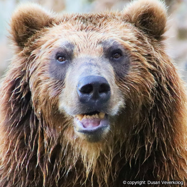 Beren Spotten in Finland - Boek je Beren Safari bij reisbureau Holmstock Travel - Als self-drive, fly-drive of als groepsreis. Boek nu een plek en ga mee op beren te zien en te fotograferen vanuit een veilige bear hide, een observatie hut.