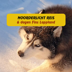 Husky safari in Fins Lapland. Reis mee naar Finland in de winter en boek nu je vakantie bij reisbureau Holmstock Travel. Wij hebben zelf siberische husky en kennen het ras zeer goed. Wij weten uit ervaring hoe een goede huskysafari er uit dient te zien en op basis van deze kennis kunnen wij u optimaal adviseren. Stel graag al uw vragen, wij hebben een luisterend oor.