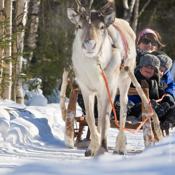 rendieren safari excursie tijdens de noorderlicht reis log house cabin verblijf met Holmstock Travel reisbureau self drive vanaf Rovaniemi