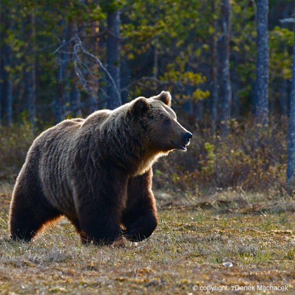 Bruine Beer Safari excursie in Kainuun Hossa Finland. Reis mee met reisbureau Holmstock Travel met een autorondreis, fly-drive of groepsreis om bruine beren te zien in het wild.