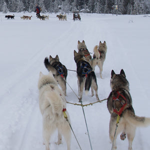 Een team siberische huskies gezien vanaf de hondenslede tijdens een toertocht in winters arctisch Lapland, Finland. Je boekt je sledenhonden experience bij Holmstock Travel. Zoals je ziet hebben wij persoonlijke ervaring met huskies en sledehonden.