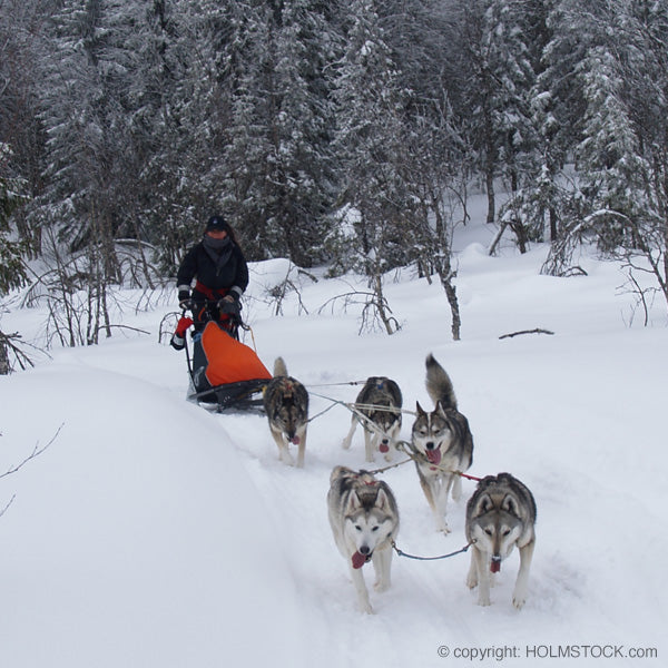 Reisbureau Holmstock travel is specialist voor husky safari's - huskytochten en huskysleetochten
