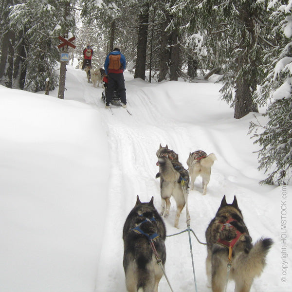 Sledehonden tocht op winter vakantie in Zweden. Met een team van 6 honden bestuur je zelf de slede en geniet je volledig puur van de ervaring van het mushen met je eigen team. Top kwaliteit ervaring met echte sledehonden. Deze reis boek je bij Holmstock Travel. Wij staan zelf op de foto en spreken uit eigen ervaring. Kunnen onze klanten optimaal adviseren.