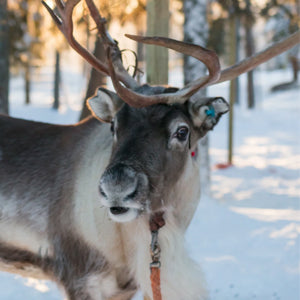Meet Santa's reindeer in Finland. Santa Village Rovaniemi. Go for a reindeer sleigh ride under the Northern Lights.