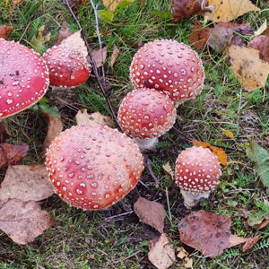 Paddenstoelen plukken is in Finland een nationale sport. Vindt de juiste paddenstoel zoals de Chantarel en geniet van een heerlijk gerecht. Reis mee naar Finland als autorondreis, fly-drive of groepsreis met reisbureau Holmstock Travel