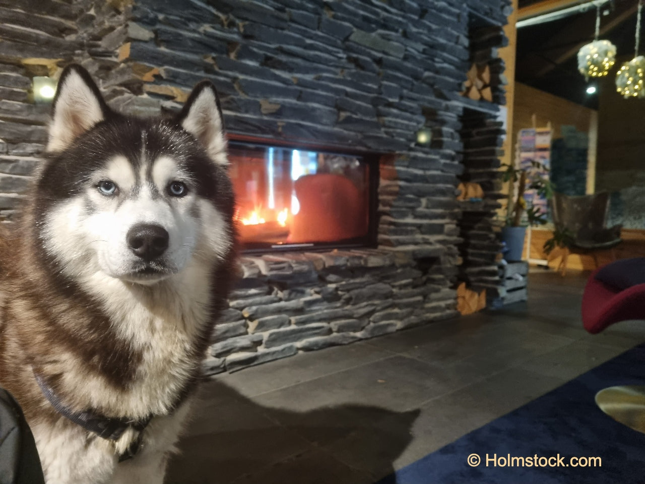 Op vakantie reis met de hond naar Zweden, Finland, Noorwegen of Lapland. Advies en boekingen bij reisbureau Holmstock Travel. Op deze foto staat onze Husky Moscow in de lobby van een Hotel in Lapland alwaar we ons opwarmden na een avondje Noorderlicht spotten.