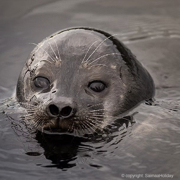De in Zuid-Finland levende Saimaa zeehond is te bewonderen tijdens een safari excursie. Reis mee op deze autorondreis naar de Savonlinna Regio in Finland met reisbureau Holmstock Travel. Boek nu voor Zomer of Winter, voorjaar of najaar. Wellicht ook een paradijs voor de ornitholoog en vogelspotter.
