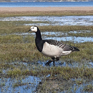 Dierenfotografie en vooral ook vogelfotografie op de prachtige locaties in de Skärgården of elders in Zweden en Finland. Bent u vogelspotter of zelfs ornitholoog, sluit dan aan bij een van onze groepsreizen.