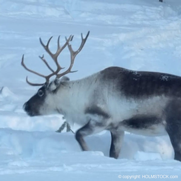 Rendieren zijn zowat de meest fraaie dieren de je gemakkelijk te zien krijgt een vooral Finland, Zweden en Noorwegen. Altijd goed voor een fraaie foto zijn Rendieren tamme en vaak toegankelijke dieren. Ga mee op excursie om maximaal te genieten van deze bijzondere dieren.