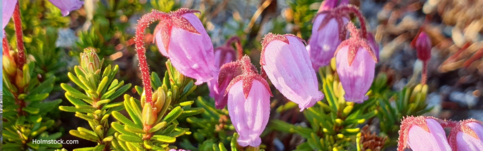 Natuurfotografie op vakantie in Zweden. Flora en fauna zijn prachtige motieven. Reisbureau Holmstock Travel voor uw vakantie naar Zweden kent de meest fraaie plekken.