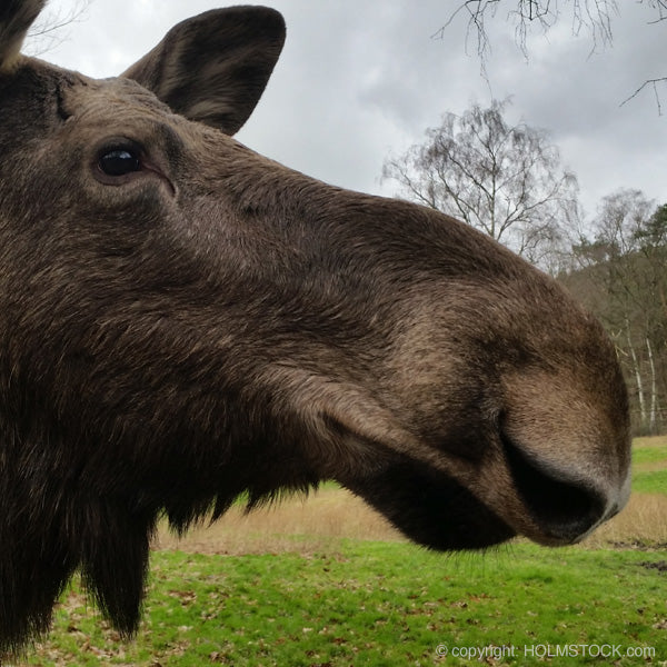 Elanden kun je in heel Zuid Zweden tegenkomen in het bos en op het weiland. Skåne in Zuid Zweden bezoek wij met onze kastelen rondreis. Grote kans dat je Elanden gaat zien.