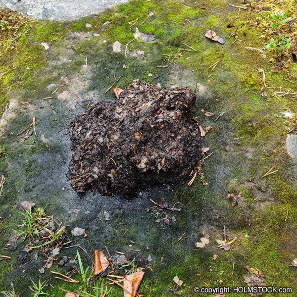 Beren spotten op de Bear Safari in Finland / Rusland - Bear poop. Poep van de beer voor de deur van onze hide. Boek je berensafari Finland reis bij Holmstock Travel.