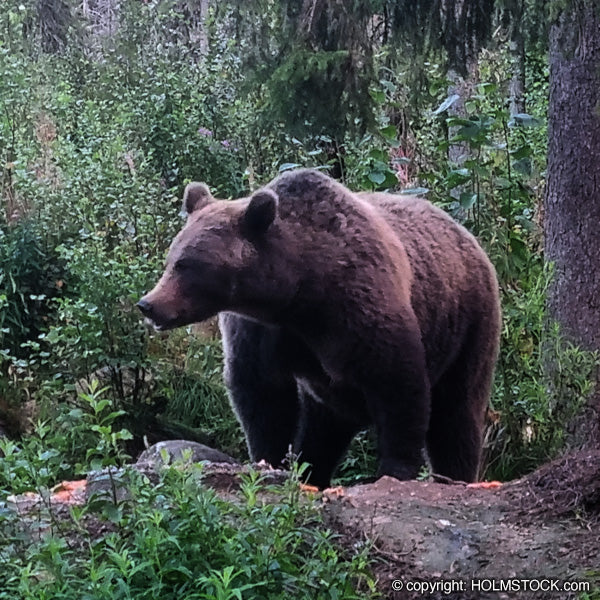 Beren spotten op beren safari in Finland. Ga met reisbureau en Scandinavië specialist op pad voor dit bijzondere avontuur. Boek uw excursie op tijd omdat het aantal plekken in de bear hide, de veilige spot plek, beperkt beschikbaar is. Maak nu een afspraak.