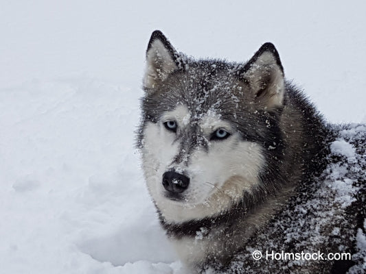 De échte Siberische Husky