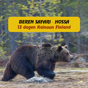 Beren safari in Kainuun Finland in het Hossa nationaalpark. Ga meer op reis met reisbureau Holmstock Travel. Autorondreis, fly-drive of groepsreis.