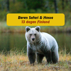 Berensafari en Nationaalpark Hossa langs de russische grens in Finland. Een geweldige excursie en een mooie betaalbaren vakantiereis - niet duur, wel goed. Boek je reis bij reisbureau Holmstock Travel