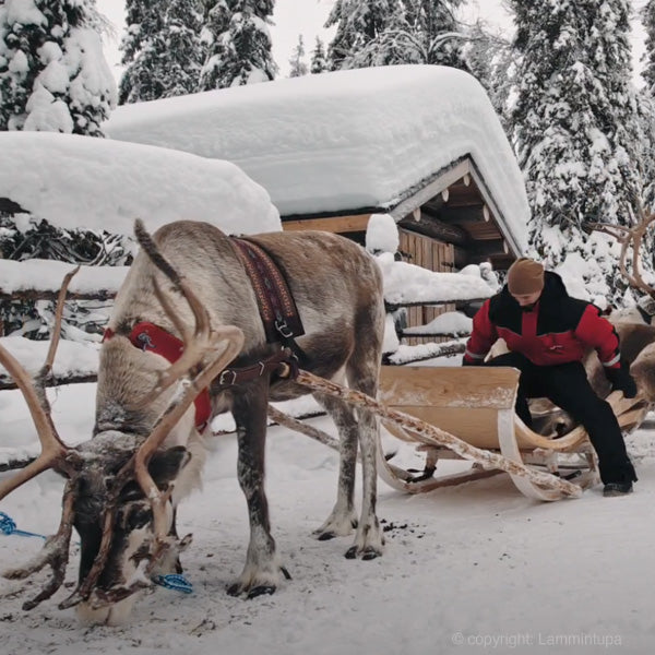 Rendieren tijdens een rendiersledetocht in Fins Lapland, Ruka. Boek nu uw winter in Fins Lapland bij reisbureau Holmstock Travel en zie het noorderlicht.