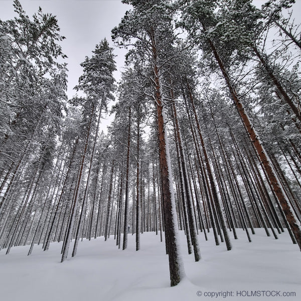Relax vakantie Finland Winter 2023 en 2024. Ga mee op Noorderlicht reis en boek diverse excursies, bijvoorbeeld sneeuwschoen wandelen in het arctische bos. Reisbureau specialist voor Fins Lappland: Holmstock Travel