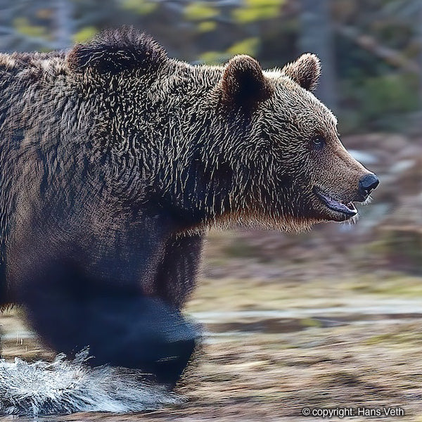 Bruine beren spotten en fotograferen in actie in Finland. Dichtbij de Russische grens.  Boek je experience vakantie bij reisbureau Holmstock Travel voor een gunstige prijs.