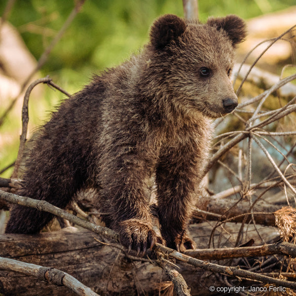 Beren cubs spotten en fotograferen in Finland. Veilig verblijven in een hide en op bearsafari gaan. Berensafari boeken doe je bij Holmstock Travel