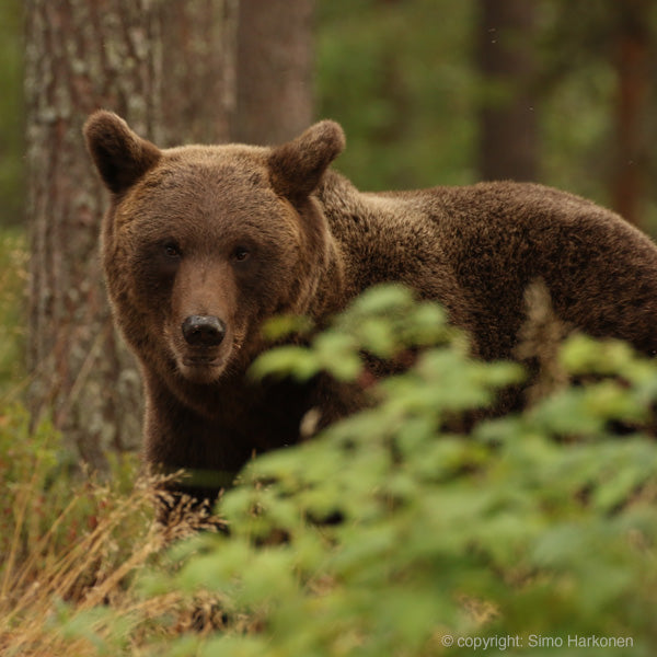 Beren safari, bear watching in Finland in de bossen met gids. Ervaar de unieke ontmoeting met de bruine beer in de bossen van Finland van heel dicht bij.