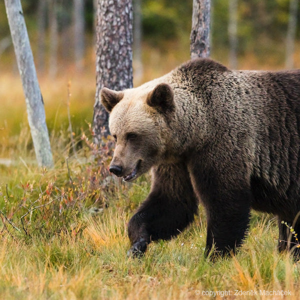 Kainuun Finland Hossa Nationaalpark beren berensafari. Boek je autorondreis, groepsreis of fly-drive bij reisbureau Holmstock Travel en ga mee naar Finland beren kijken en fotograferen.