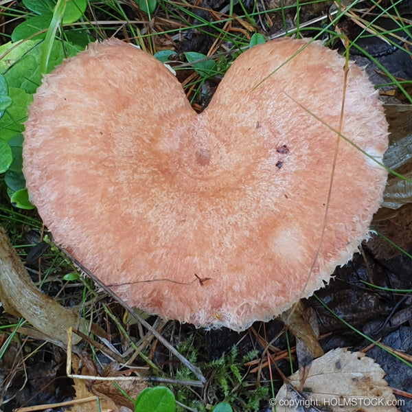 Genieten van de natuur op hiking trails wandelroutes in de nationale parken van Finland, Kainuun, Hossa. Boek je finlandavontuur bij reisbureau Holmstock Travel