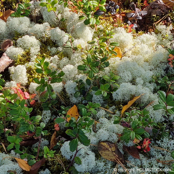 Natuurpark Hossa in Kainuun Finland. Een van de meest ongerepte natuurgebieden van Scandinavië. Flora en fauna staan garant voor unieke indrukken, bijzonder schone lucht en kans om rendieren en andere diersoorten te spotten en te fotograferen. Ook voor vogelspotters en ornithologen een paradijs.