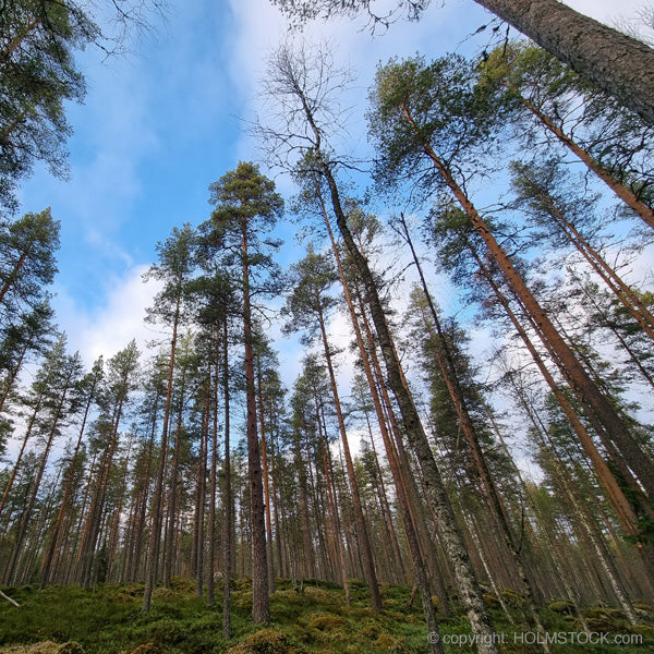 De oerbossen in Finland zijn veel sparrenbos en dennebos. Leefgebied voor een veelvoud wilde dieren zoals de bruine beer, de wolf, de vos, de lynx en heel veel vogelsoorten.