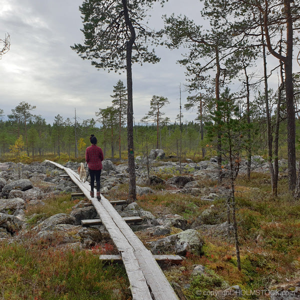 De finse taiga. Deze natuurlijke regio ligt tussen het arctische gebied en het boreale bos. Een overgang alwaar je de boompjes alsmaar kleiner ziet worden.