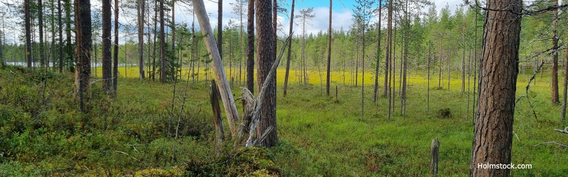 Groene tinten van de moerassen, bossen en heide in het Hossa Nationaalpark te Finland. Reisbureau Holmstock Travel is uw gids op uw vakantiereis. U boekt uw reis comfortabel.