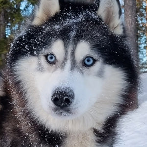 De blauwe ogen van een husky. De siberische husky heeft staalblauwe ogen maar een super lief en streelbaar karakter. Kom ook jij huskies knuffelen in Fins Lapland.