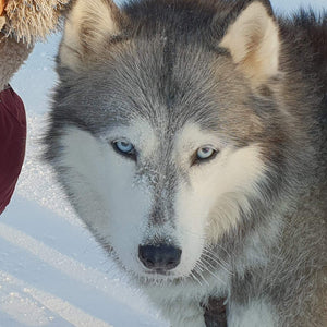Siberische husky experience in de Finse Taiga in Fins Lapland. Boek nu je winter vakantie Finland.