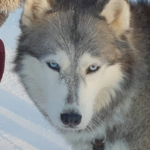 Siberische Husky in arctisch winters Lapland. Husky experience, Husky knuffelen, husky spann toertochten experience als bucket list item. Reisbureau Holmstock Travel.
