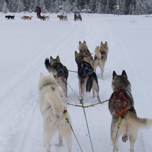 Een team siberische huskies gezien vanaf de hondenslede tijdens een toertocht in winters arctisch Lapland, Finland.
