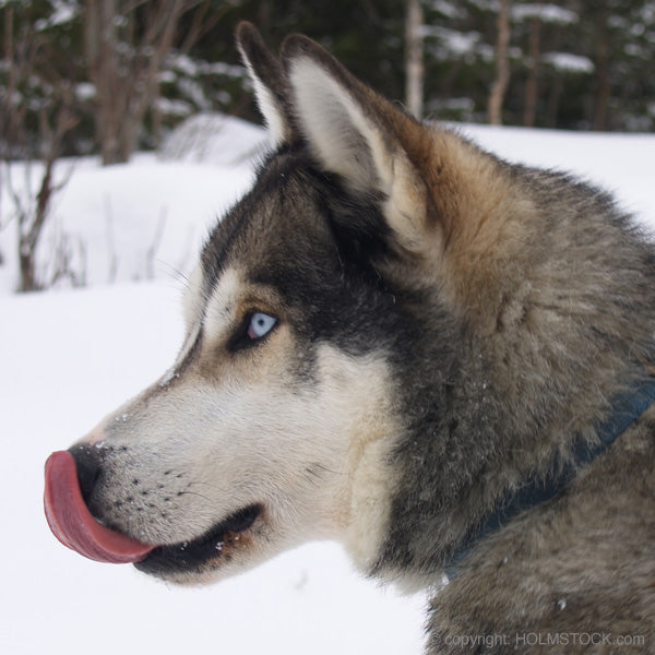 Goed verzorgde sledehonden is de basis voor een goed team sledehonden. Huskies zijn erg gevoelig, zowel emotioneel als ook fysiek. Ze zijn ijzersterk maar de zorg voor het dier staat altijd centraal. Kennels dienen schoon en in prima conditie te zijn. Holmstock Travel werkt uitsluitend met diervriendelijke aanbieders voor excursies en toertochten.