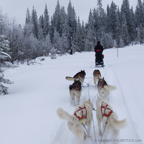 huskysafari fins lapland boven de poolcircel in de stilte van het arctische bos. Boek je winter avontuur bij reisbureau Holmstock Travel