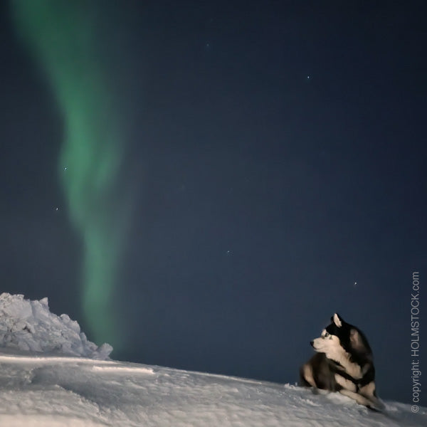 Noorderlicht tijdens je hondensledetocht huskysafari in Fins Lapland door de arctische bossen