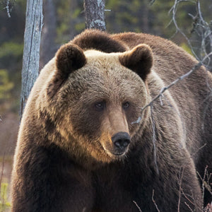 Wildlife safari naar de bruine beer in Kainuun Hossa Finland. Langs de russische grens in de stille boreale bossen.