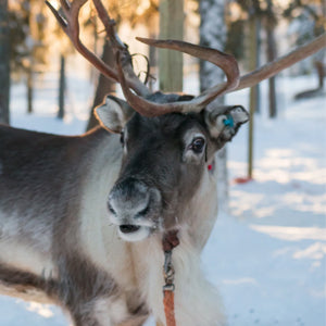 Meet Santa's reindeer in Finland. Santa Village Rovaniemi.