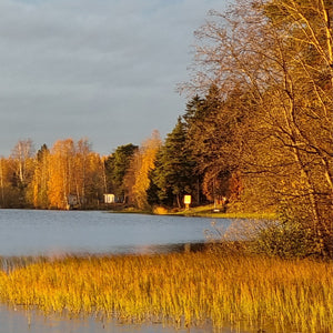 In Finland is elk jaargetijde mooi. Heel fraai is ook de Indian Summer met zijn prachtige goudkleurige tinten in het late avondlicht. De zon maakt alles prachtig.