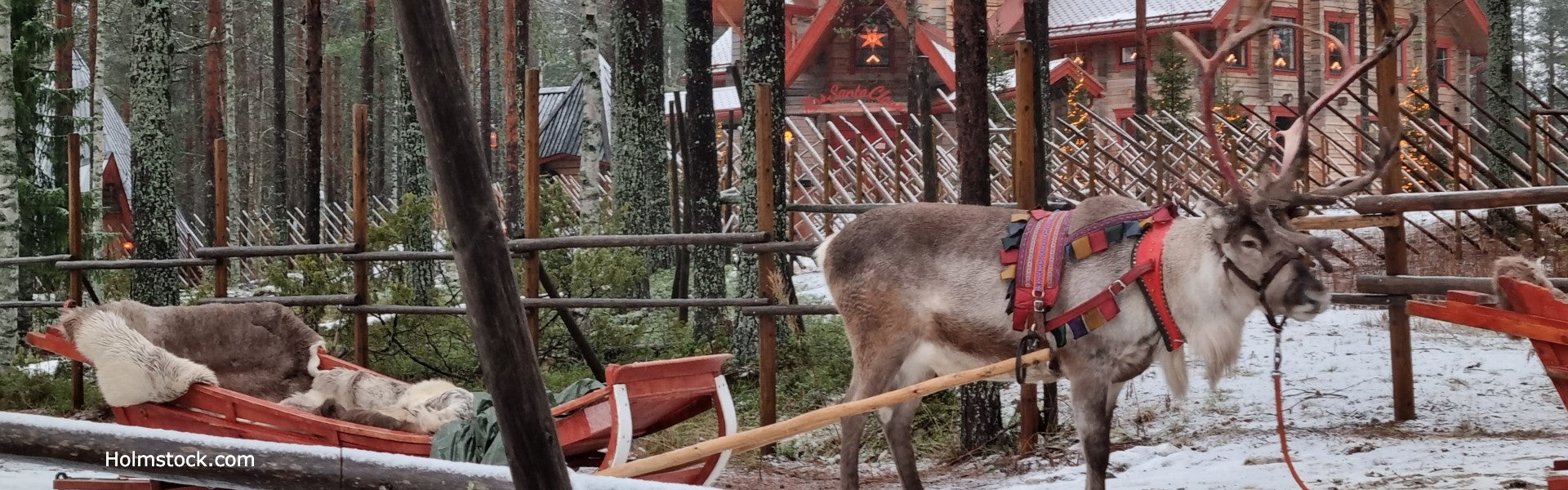 Rendier klaar voor de rendierensledetocht in Rovaniemi, Santa Claus Village. Foto van Holmstock Travel, het betrouwbare  reisbureau voor een vakantie in Finland.