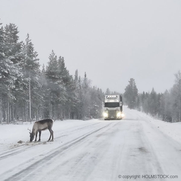 Rendieren in het verkeer in Lapland. Noord Zweden en noord Finland kent een grote populatie rendieren. Deze rendieren lopen vaak vrij en komen om die reden ook vaak in contact met het verkeer. U als automobilist dient daar voorzichtig en zorgzaam mee om te gaan voor uw eigen veiligheid en voor die van de dieren. Advies, tips en begeleiding ontvangt u van Holmstock Travel, het reisbureau gespecialiseerd in reizen naar het hoge noorden. Wij hebben heel veel eigen rij-ervaring op winterse wegen in Scandinavië.