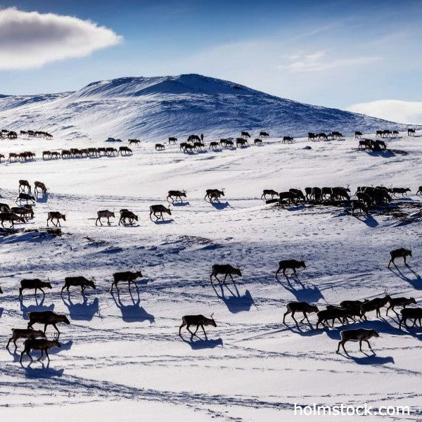Ontdek kuddes met rendieren op de langste sneeuwscooter safari tocht in Lapland. Boek nu bij specialst en reisbureau Holmstock Travel. Een unieke reis.