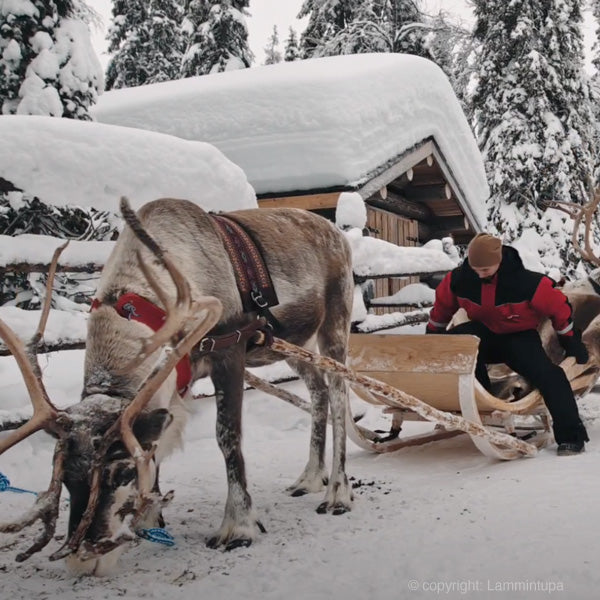 Saami style Rendieren slede tocht met safari naar een rendieren farm. Lapland winter vakantie met reisbureau Holmstock Travel