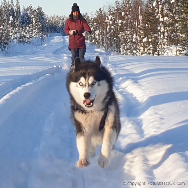 Husky experience safari tocht boeken bij Noorderlicht reis Fins Lappland met Holmstock Travel reisbureau - Boek nu voor 2023 of 2024